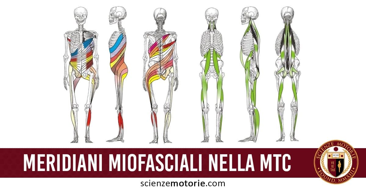 I meridiani miofasciali e MTC
