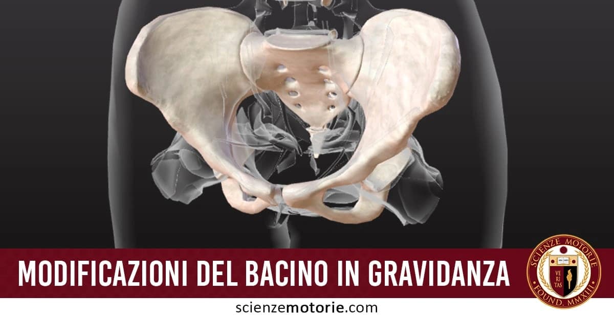 Immagine che illustra le modifiche strutturali e posizionali del bacino umano durante la gravidanza. Mostra i cambiamenti che avvengono nelle ossa del bacino per adattarsi alla crescita del feto e facilitare il parto. La rappresentazione include il testo Modificazioni del Bacino in Gravidanza e il logo di Scienze Motorie