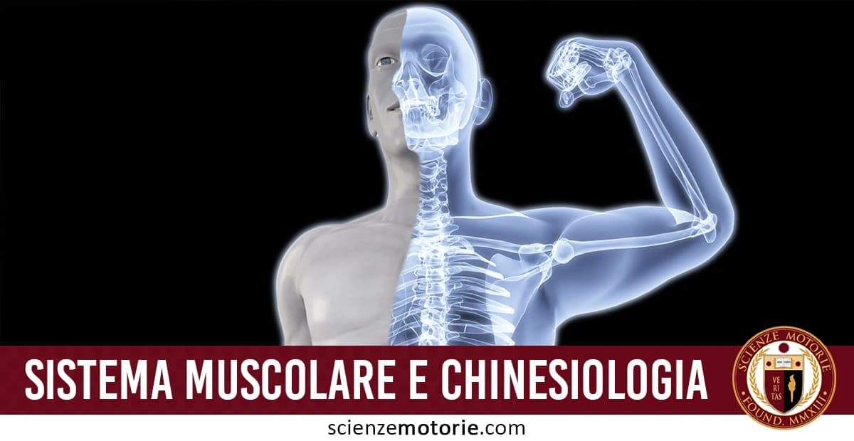 Nell'immagine è visibile metà del corpo umano con una visuale trasparente che mostra la struttura scheletrica, mentre l'altra metà è raffigurata con un modello anatomico standard. In basso, c'è un testo su sfondo rosso che riporta "SISTEMA MUSCOLARE E CHINESIOLOGIA", accompagnato dal logo di Scienze Motorie