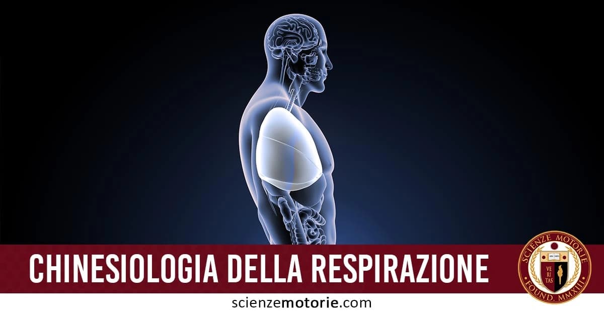 Figura umana stilizzata con organi interni visibili, evidenziando polmoni, cervello e vie respiratorie, con il titolo "Chinesiologia della respirazione", in basso a destra è visibile il logo di ScienzeMotorie.com