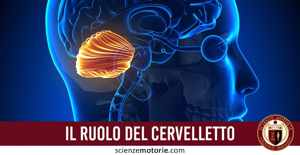 Illustrazione anatomica del cervello umano con il cervelletto evidenziato in arancione e il resto della struttura cerebrale in blu. In basso, la scritta "Il ruolo del cervelletto" con il logo Scienze Motorie.