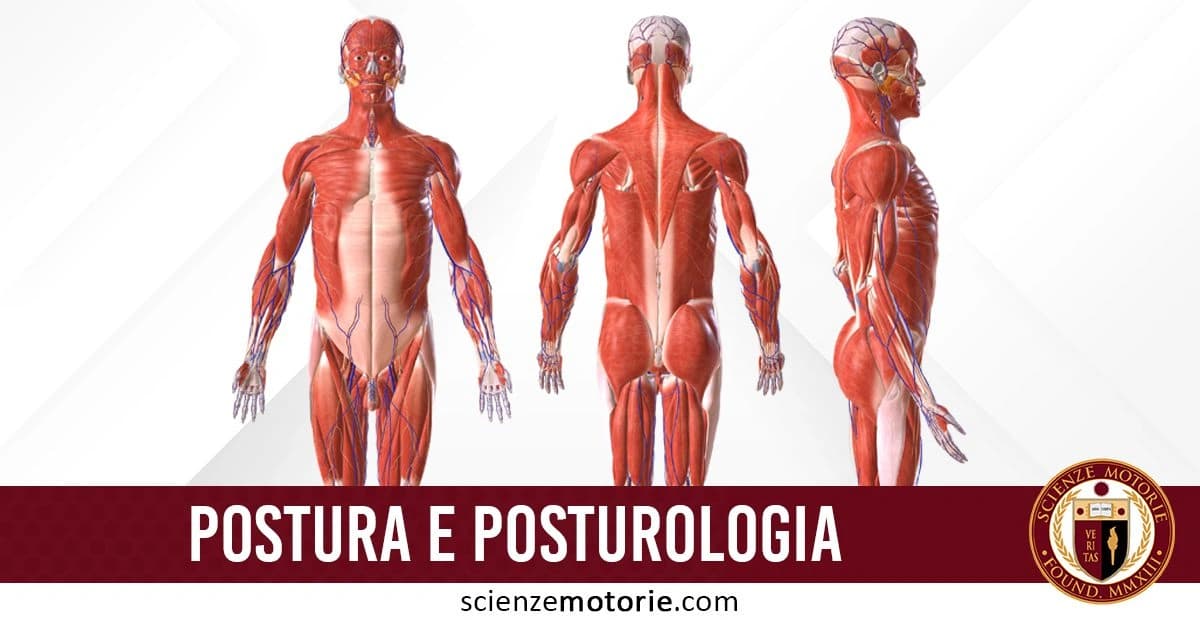 Illustrazione dettagliata del sistema muscolare umano con vista frontale, posteriore e laterale, che evidenzia muscoli e nervi, accompagnata dal testo "Postura e Posturologia" e dal logo Scienze Motorie.