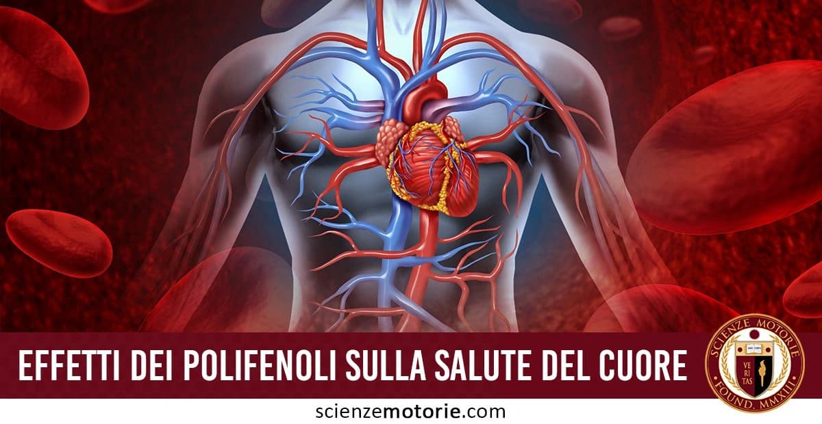 Illustrazione dettagliata del sistema cardiovascolare umano con il cuore al centro e vasi sanguigni evidenziati, circondati da globuli rossi. Il testo “Effetti dei polifenoli sulla salute del cuore” sottolinea il legame tra questi composti naturali e la funzione cardiovascolare. Presente anche il logo di Scienze Motorie.
