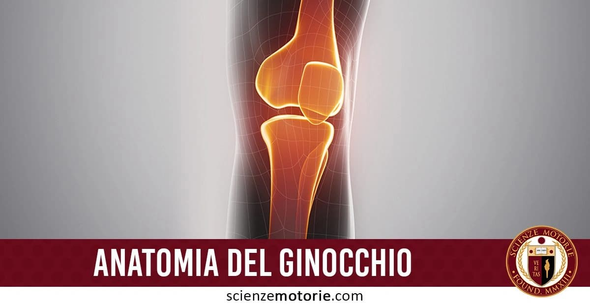 Illustrazione dell’anatomia del ginocchio con ossa evidenziate su gamba traslucida, con scritta "Anatomia del Ginocchio" e logo Scienze Motorie.