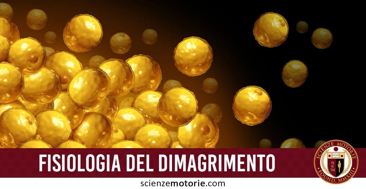 Cellule di grasso dorate su sfondo scuro con scritta "Fisiologia del Dimagrimento" e logo Scienze Motorie.