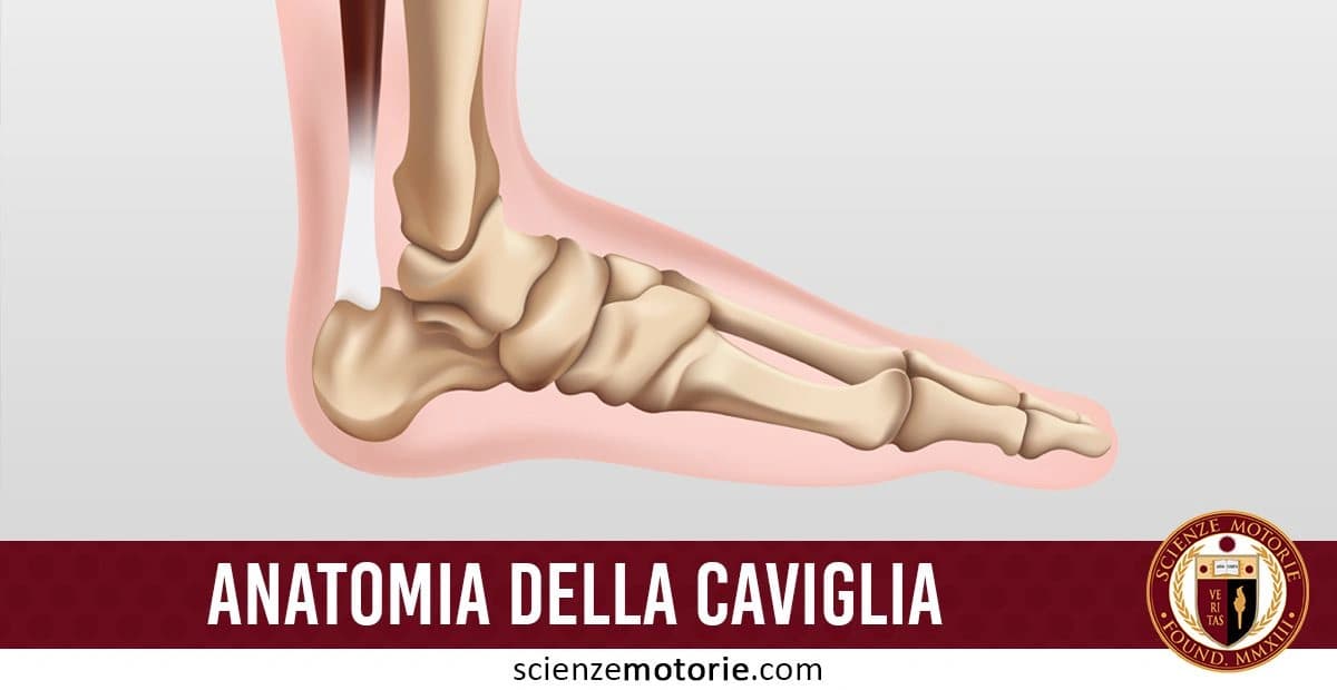 Diagramma anatomico della caviglia con evidenza delle ossa del piede e della caviglia, visualizzazione laterale, accompagnato dalla didascalia "ANATOMIA DELLA CAVIGLIA" e logo Scienze Motorie.