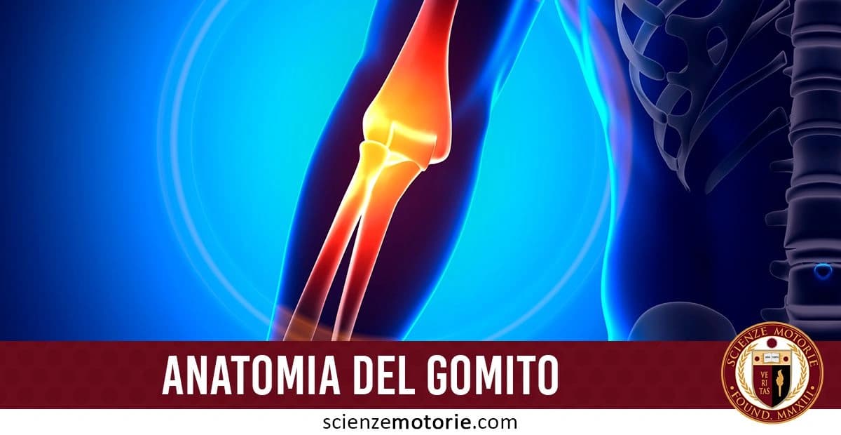 Illustrazione anatomica del gomito con evidenziatura in giallo e arancione su sfondo blu, con la dicitura "ANATOMIA DEL GOMITO" sulla destra della scritta appare il logo di Scienze Motorie.