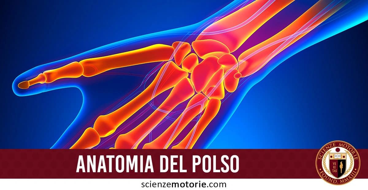 L'immagine presenta un'illustrazione dettagliata dell'anatomia del polso, mettendo in risalto le ossa della mano e dell'articolazione. Le strutture ossee sono evidenziate in arancione e rosso, contrastando con lo sfondo blu per una visione chiara e dettagliata della composizione scheletrica. In basso, una barra rossa riporta la scritta "ANATOMIA DEL POLSO" insieme al logo di ScienzeMotorie.com