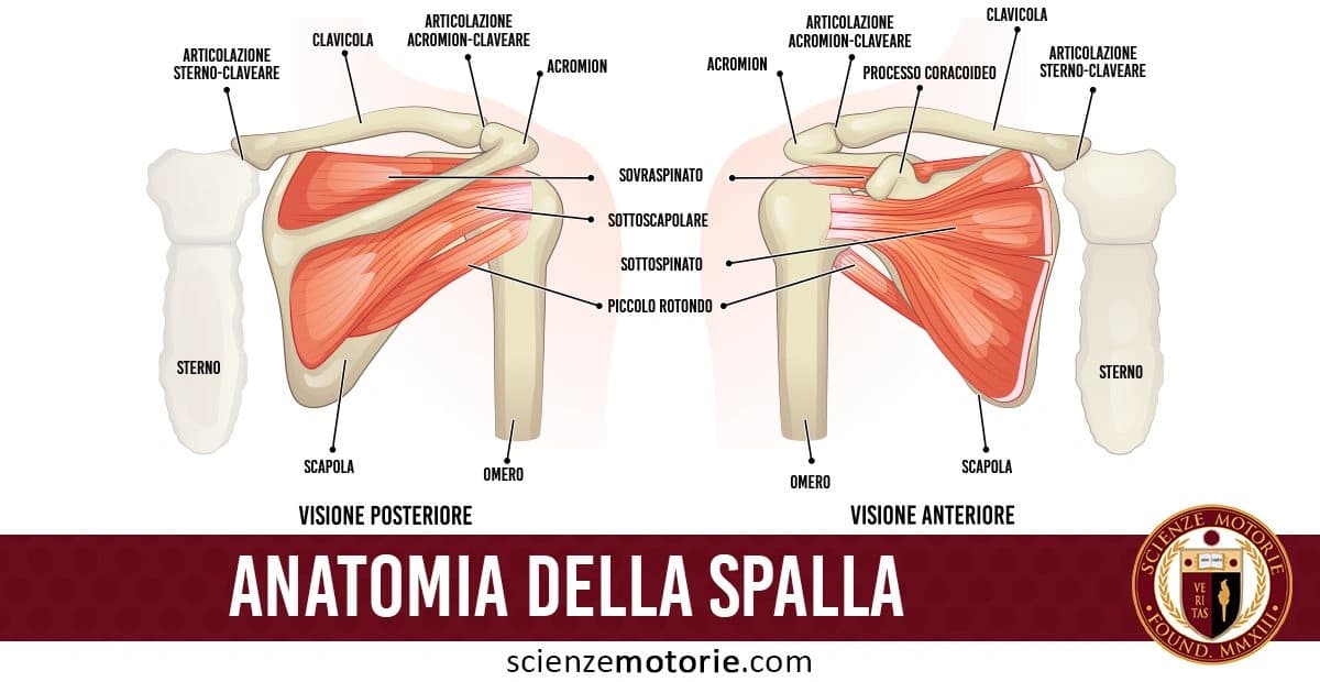 Illustrazione anatomica della spalla con visione anteriore e posteriore che mostra muscoli come sottoscapolare, sovraspinato, sottospinato e ossa come scapola, omero e clavicola. in basso a destra si nota il logo di ScienzeMotorie.com