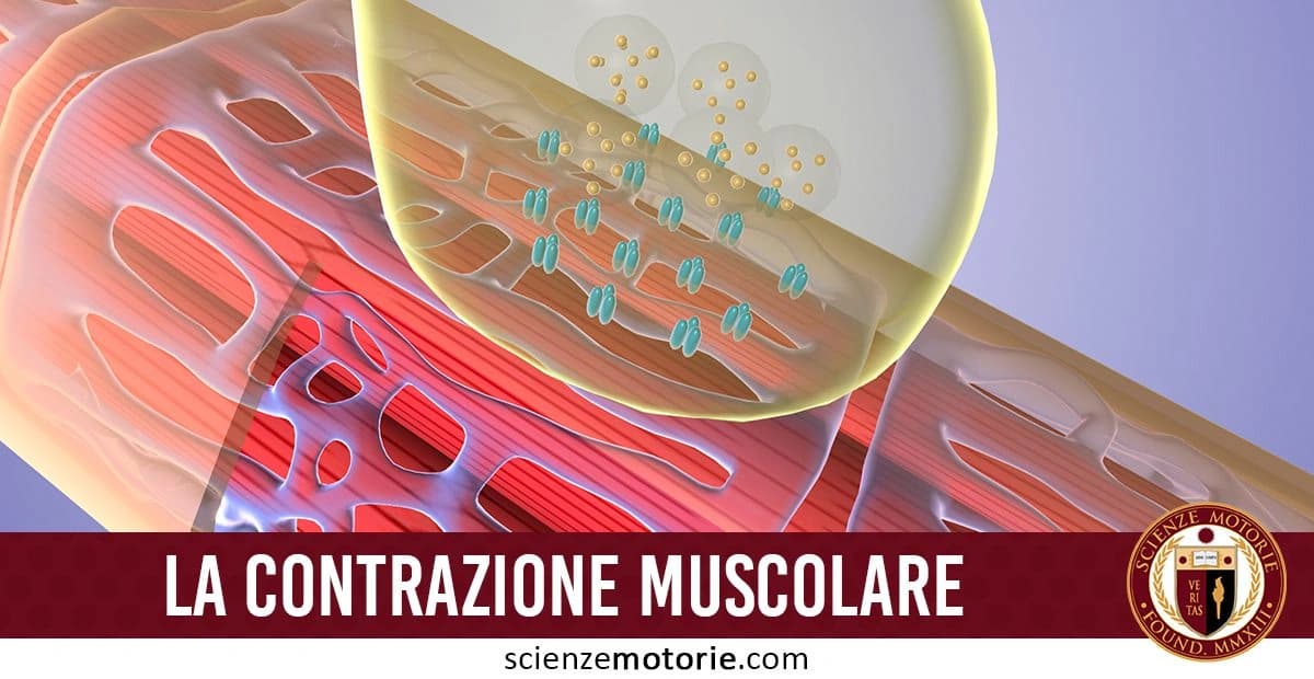 L'immagine illustra il processo di contrazione muscolare, mostrando una sezione dettagliata delle fibre muscolari. Una sezione ingrandita mette in evidenza l'interazione tra proteine e altre componenti del muscolo coinvolte nel processo di contrazione.In basso, appare la scritta "LA CONTRAZIONE MUSCOLARE" e il logo di Scienze Motorie
