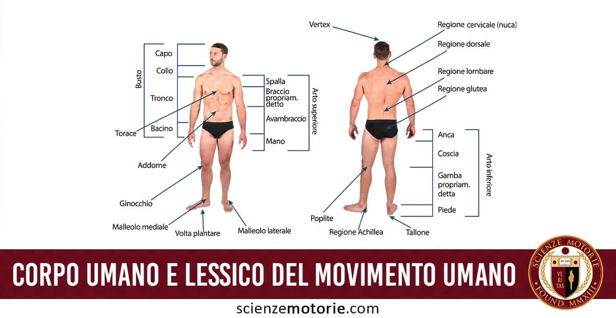 L'immagine mostra una figura umana maschile con etichettature dettagliate delle diverse parti del corpo, visibile sia di fronte che di spalle. Le aree etichettate includono il capo, collo, torace, addome, braccio, mano, ginocchio, piede, regione cervicale, dorsale, lombare, glutea, e altre, con linee che indicano ogni sezione. In basso, un testo recita "Corpo Umano e Lessico del Movimento Umano", con il logo di Scienze Motorie