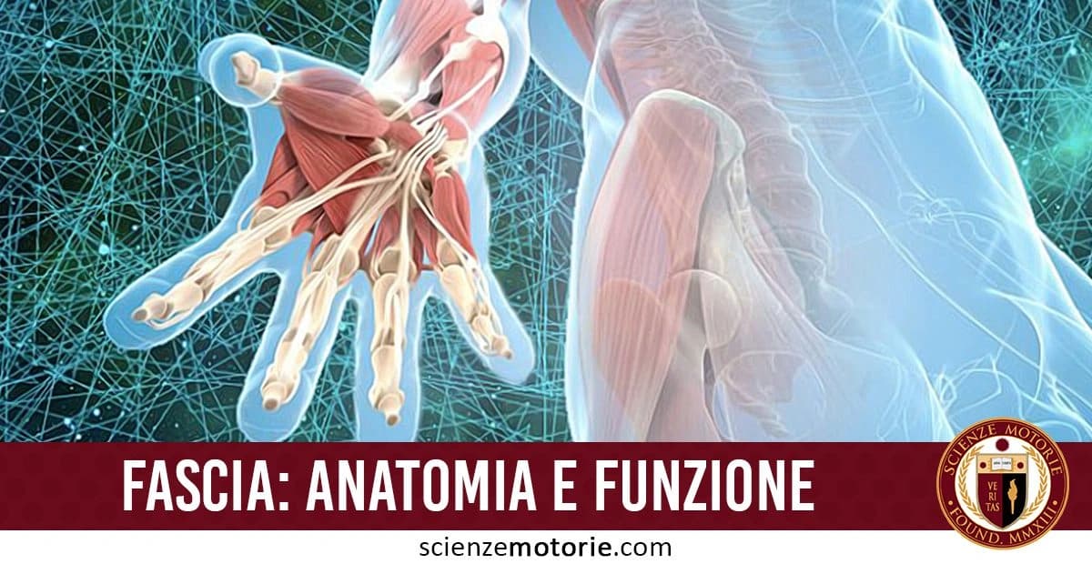 Illustrazione anatomica dettagliata della mano, evidenziando muscoli, fasci muscolari e tessuti connettivi. In primo piano, c'è un testo che dice "FASCIA: ANATOMIA E FUNZIONE" con il logo di Scienze MotorieIllustrazione anatomica dettagliata della mano, evidenziando muscoli, fasci muscolari e tessuti connettivi. In primo piano, c'è un testo che dice "FASCIA: ANATOMIA E FUNZIONE" con il logo di Scienze Motorie