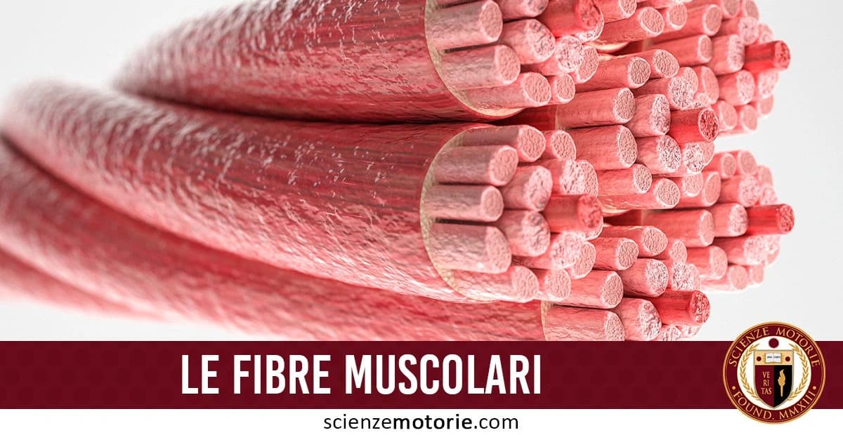 L'immagine mostra un'illustrazione dettagliata delle fibre muscolari, raffigurate come fasci di struttura cilindrica di colore rosso. Questo tipo di rappresentazione evidenzia l'importante ruolo delle fibre muscolari nella contrazione e nel movimento. In basso, si trova una barra con il testo "LE FIBRE MUSCOLARI", accompagnato dal logo di ScienzeMototrie.com