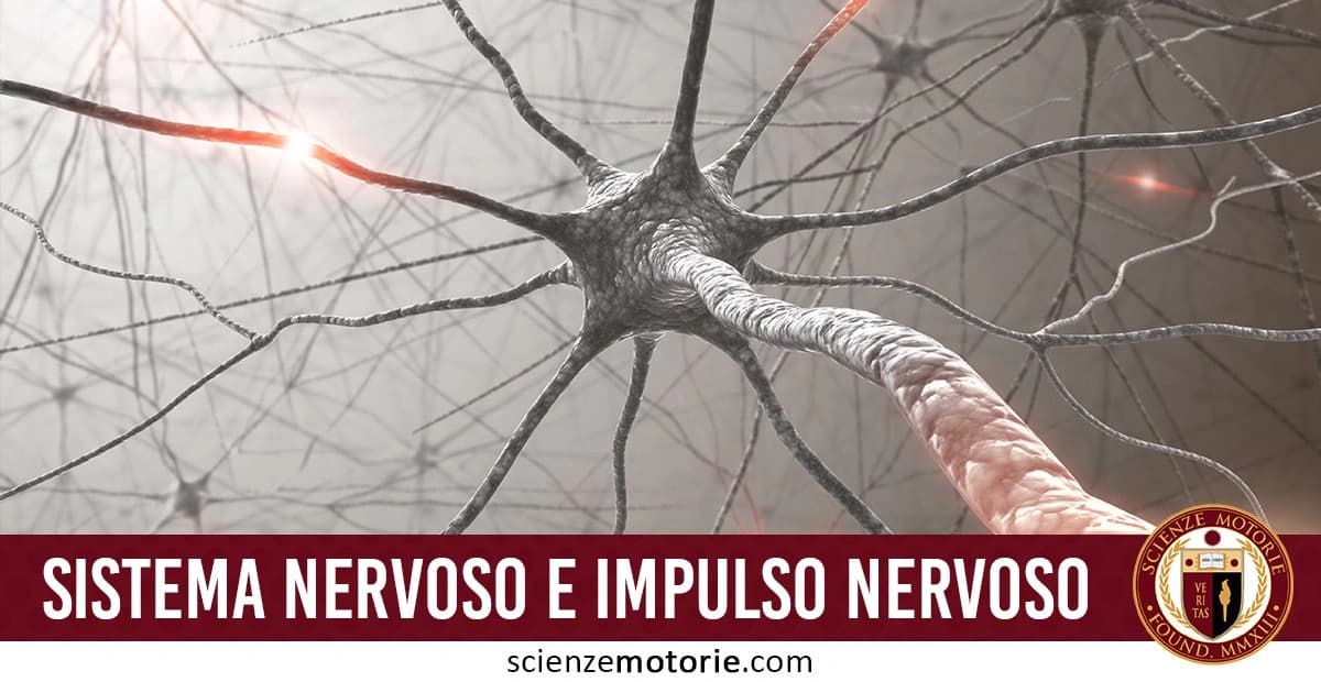 Rappresentazione grafica di un neurone con dendriti, assone e impulsi nervosi, accompagnata dalla scritta "Sistema Nervoso e Impulso Nervoso" e logo di Scienze Motorie