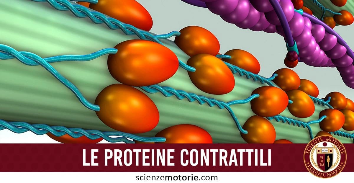 Rappresentazione tridimensionale di proteine contrattili muscolari, con filamenti di actina e miosina visibili. In basso, il testo "Le Proteine Contrattile" e il logo di Scienze Motorie