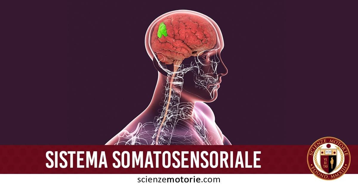 Rappresentazione anatomica del sistema nervoso centrale con evidenza del cervello, della colonna vertebrale e dei nervi. La regione del cervello è colorata in verde. In basso, il testo "SISTEMA SOMATOSENSORIALE" e il Logo di scienzemotorie.com