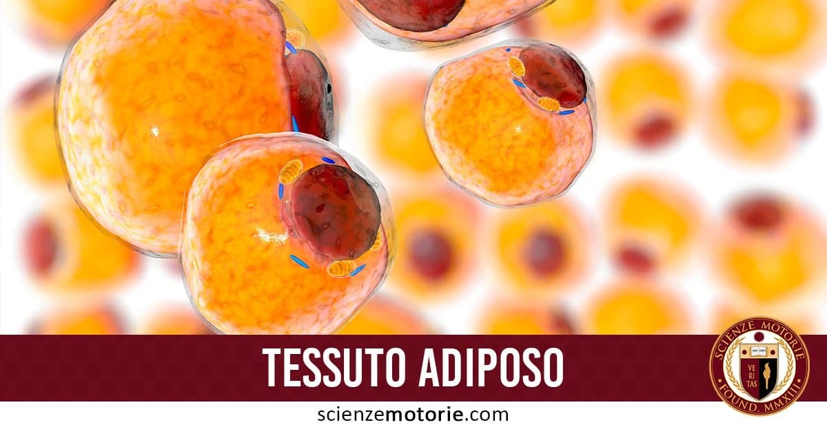 Rappresentazione 3D del tessuto adiposo, con cellule adipose di colore arancione/giallo, accompagnata dalla scritta "TESSUTO ADIPOSO" e il logo di Scienze Motorie