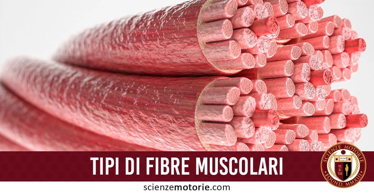 Illustrazione dettagliata di fibre muscolari disposte in fasci, con una sezione trasversale visibile. Il testo in basso recita "TIPI DI FIBRE MUSCOLARI" e include il logo di ScienzeMotorie.com