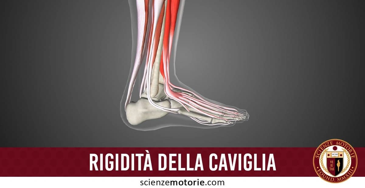 Illustrazione medica trasparente del piede e della parte inferiore della gamba, mostrando muscoli, ossa e tendini in colori distinti. I muscoli e tendini sono evidenziati in rosso e rosa, le ossa in grigio. l'immagine è accompagnata dalla scritta "Rigidità della caviglia" e dal logo di ScienzeMotorie.com