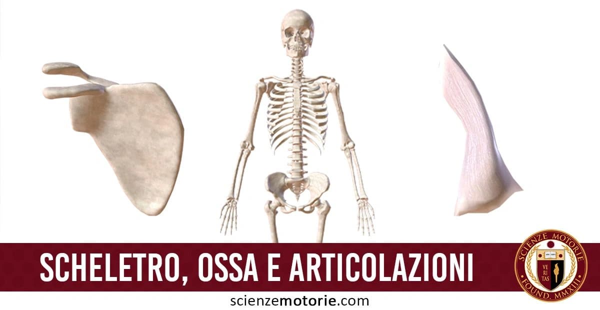 Diagramma anatomico con uno scheletro umano al centro, una scapola illustrata a sinistra e un'articolazione stilizzata a destra. In basso, il testo "SCHELETRO, OSSA E ARTICOLAZIONI" con il logo di Scienze Motorie.com