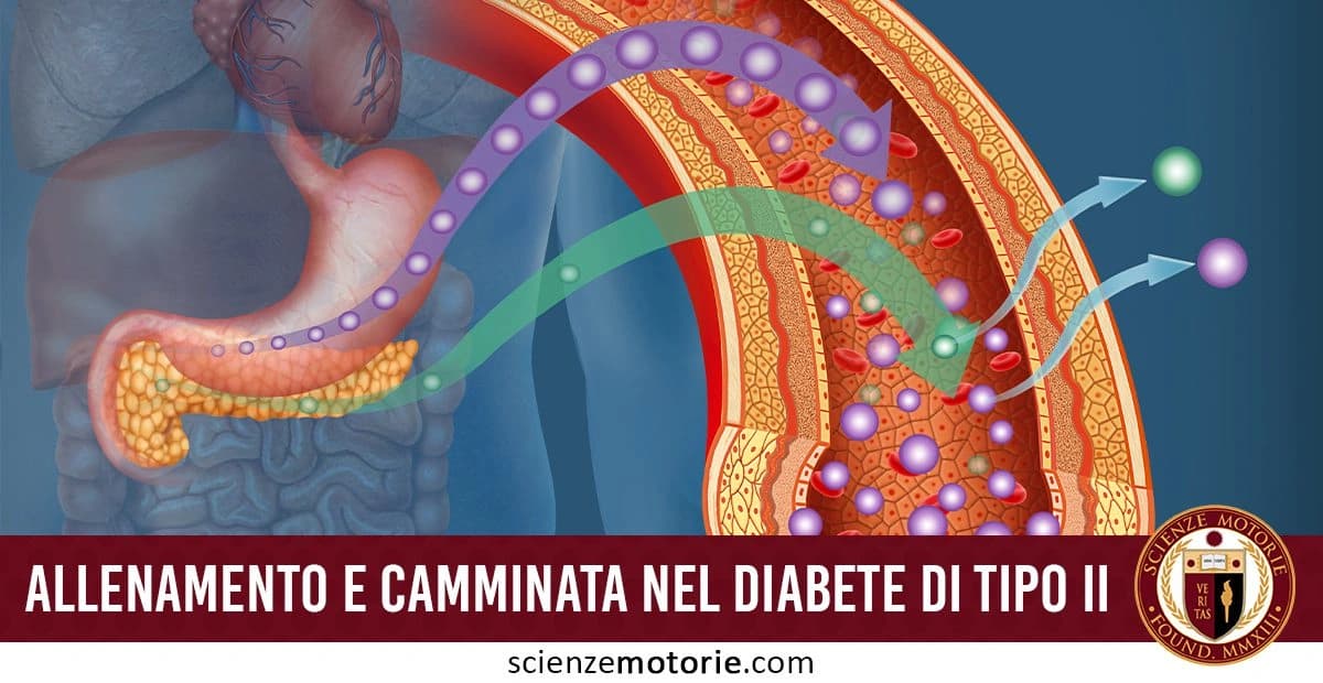 Illustrazione del sistema digestivo con focus sul pancreas, con frecce e cerchi che mostrano il flusso di sostanze attraverso un vaso sanguigno. In basso, il testo 'ALLENAMENTO E CAMMINATA NEL DIABETE DI TIPO II' e il logo di Scienze Motorie.com