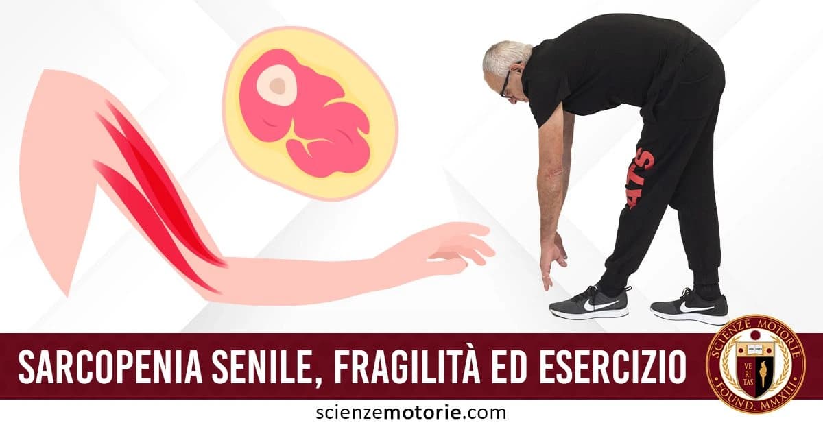 Illustrazione di un braccio piegato con muscoli in evidenza e un diagramma muscolare in sezione trasversale. A destra, un uomo anziano esegue un esercizio di flessibilità per toccare i piedi, con il testo 'Sarcopenia senile, fragilità ed esercizio' e il logo Scienze Motorie.com