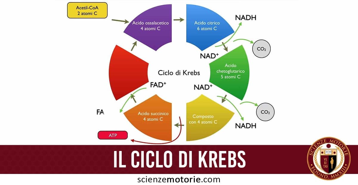 Schema del Ciclo di Krebs con reazioni metaboliche, composti intermedi, produzione di ATP, NADH, CO₂ e logo ScienzeMotorie.com in basso a destra