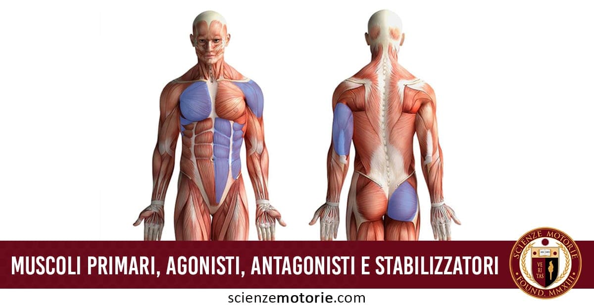 Diagramma anatomico del corpo umano con vista anteriore e posteriore, che evidenzia muscoli primari, agonisti, antagonisti e stabilizzatori a colori.