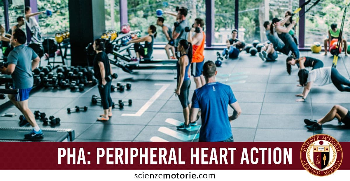 Persone che si allenano in palestra con TRX, manubri ed esercizi a corpo libero. In basso un banner con la scritta "PHA: Peripheral Heart Action" e il logo di ScienzeMotorie.com in basso a destra.