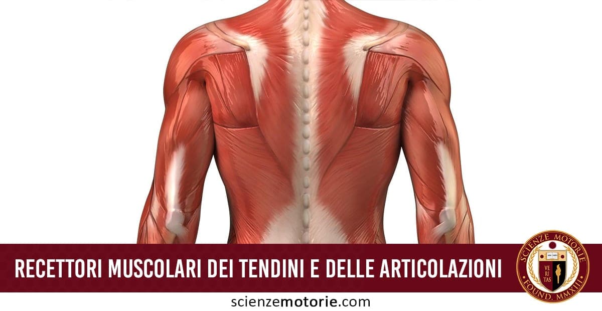 Illustrazione anatomica della schiena umana, con muscoli e colonna vertebrale evidenziati. In basso il testo “RECETTORI MUSCOLARI DEI TENDINI E DELLE ARTICOLAZIONI” su sfondo rosso, con logo Scienze Motorie.