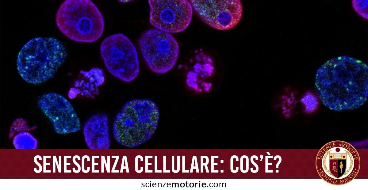 Immagine di cellule colorate osservate al microscopio con nuclei di varie forme e dimensioni, colorati in blu, viola e rosa. In basso, la scritta "Senescenza cellulare: cos'è?" e il logo di Scienze Motorie.com