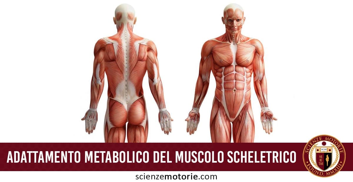 Illustrazione anatomica dei muscoli scheletrici umani con viste frontale e posteriore, accompagnata dal testo "Adattamento Metabolico del Muscolo Scheletrico".