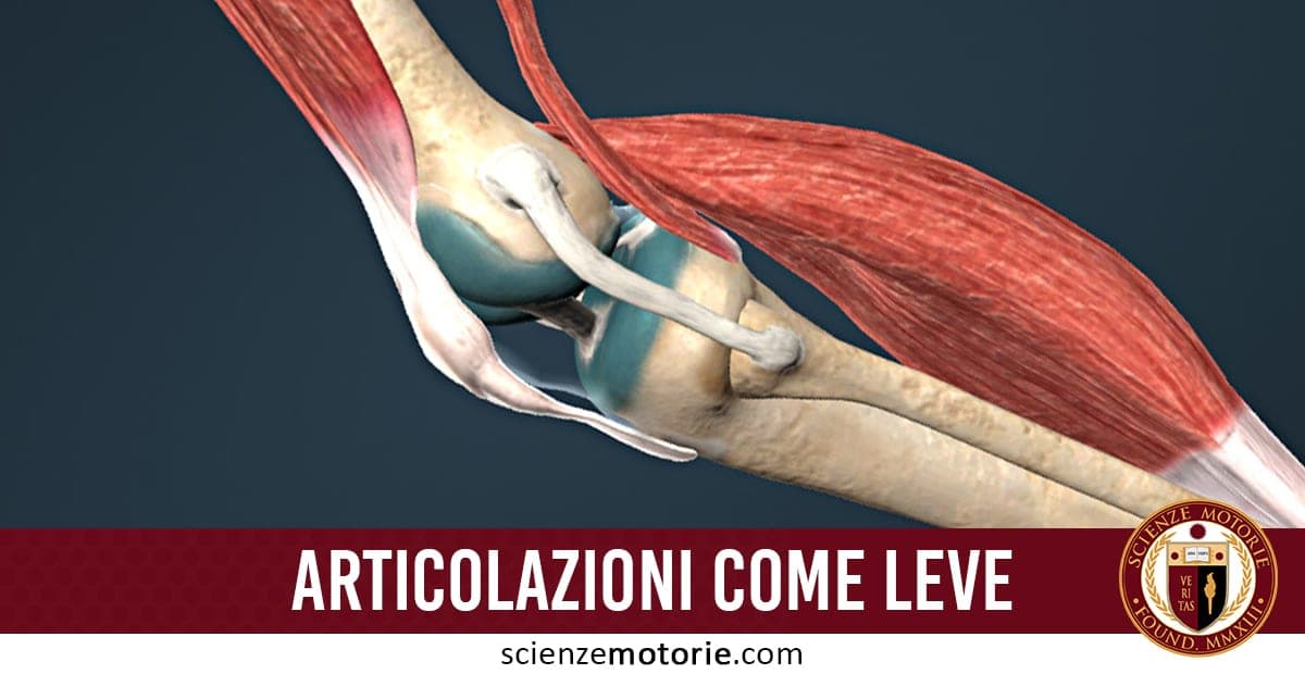 Illustrazione anatomica di un’articolazione umana con muscoli in rosso e ossa evidenziate. In basso il testo “ARTICOLAZIONI COME LEVE” e il logo Scienze Motorie.