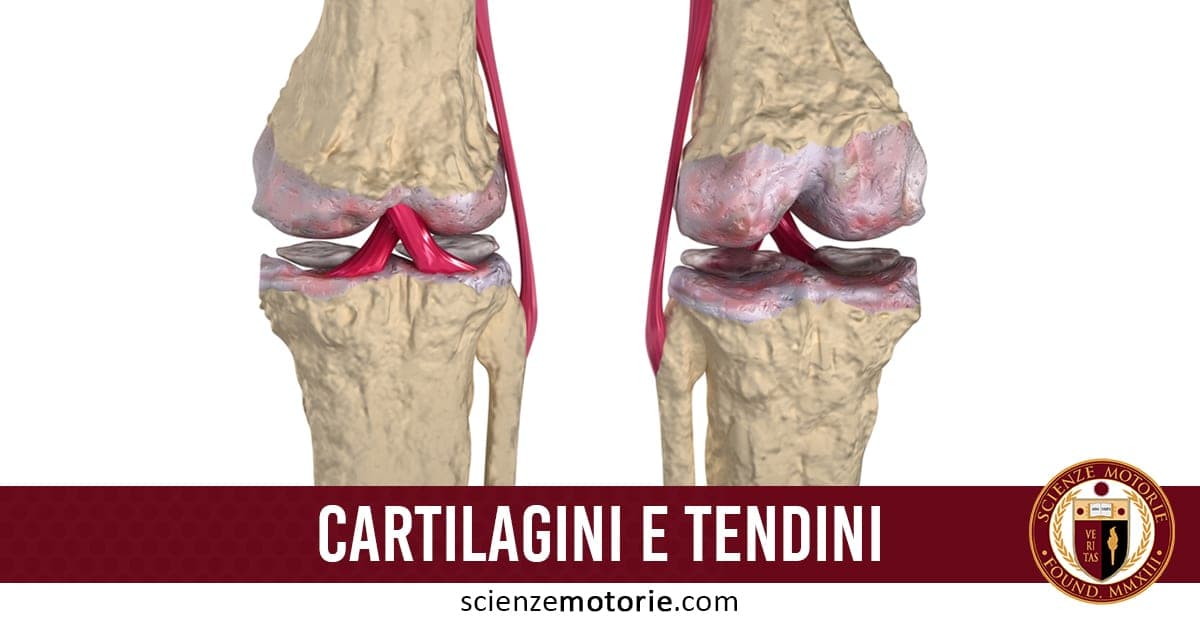 Rappresentazione anatomica di un ginocchio con cartilagini e tendini evidenziati in rosso, ossa color beige chiaro, e barra rossa con scritta “CARTILAGINI E TENDINI”.