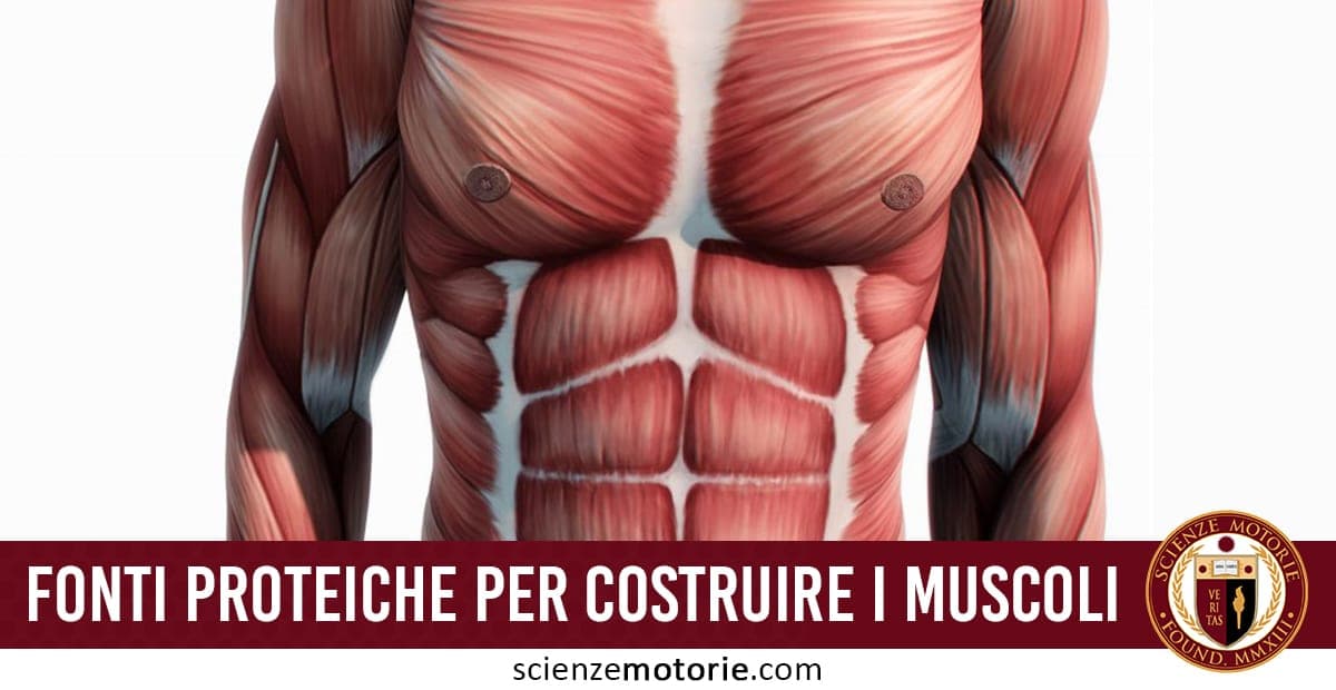 Illustrazione anatomica dei muscoli del torso umano con testo informativo sulle fonti proteiche.