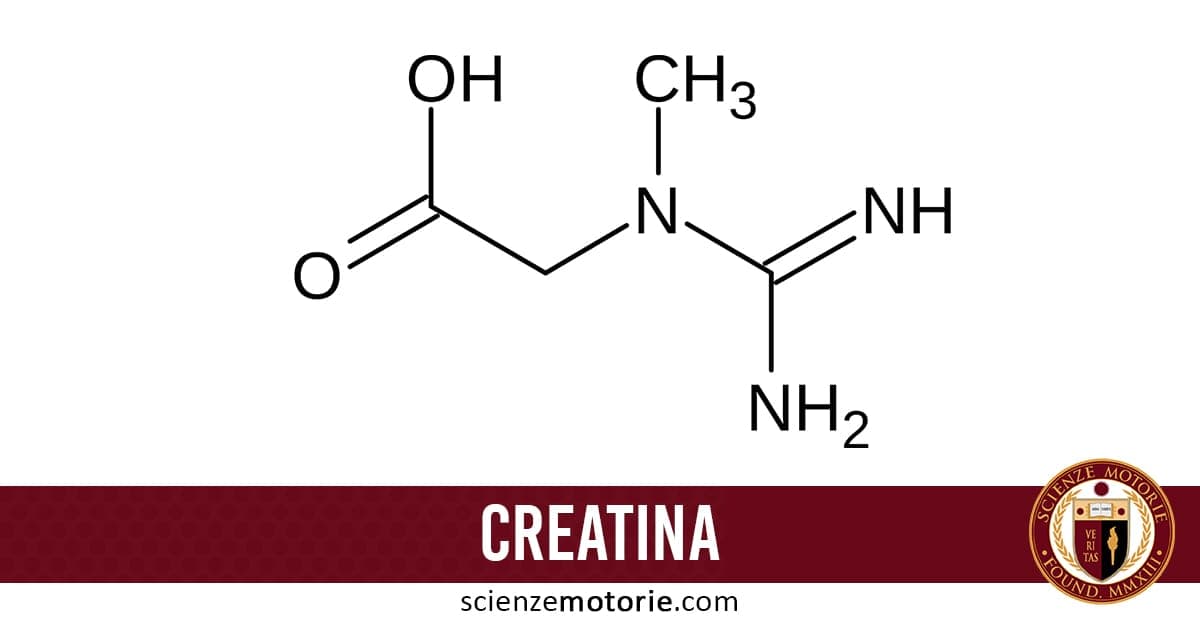 Struttura chimica dettagliata della creatina con atomi di carbonio, ossigeno, azoto e idrogeno, barra con scritta "CREATINA" e logo ScienzeMotorie.com.