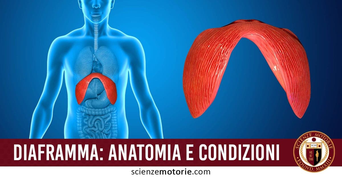 Diagramma del corpo umano che mostra il diaframma evidenziato in rosso, con vista trasparente del busto e ingrandimento anatomico del muscolo.
