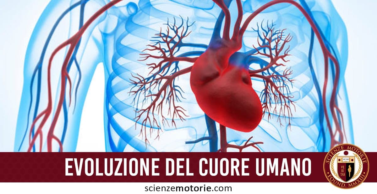 Rappresentazione anatomica del cuore umano evidenziato al centro del corpo, con arterie in rosso e vene in blu; in basso, banner con la scritta "Evoluzione del Cuore Umano" e logo di scienzemotorie.com.