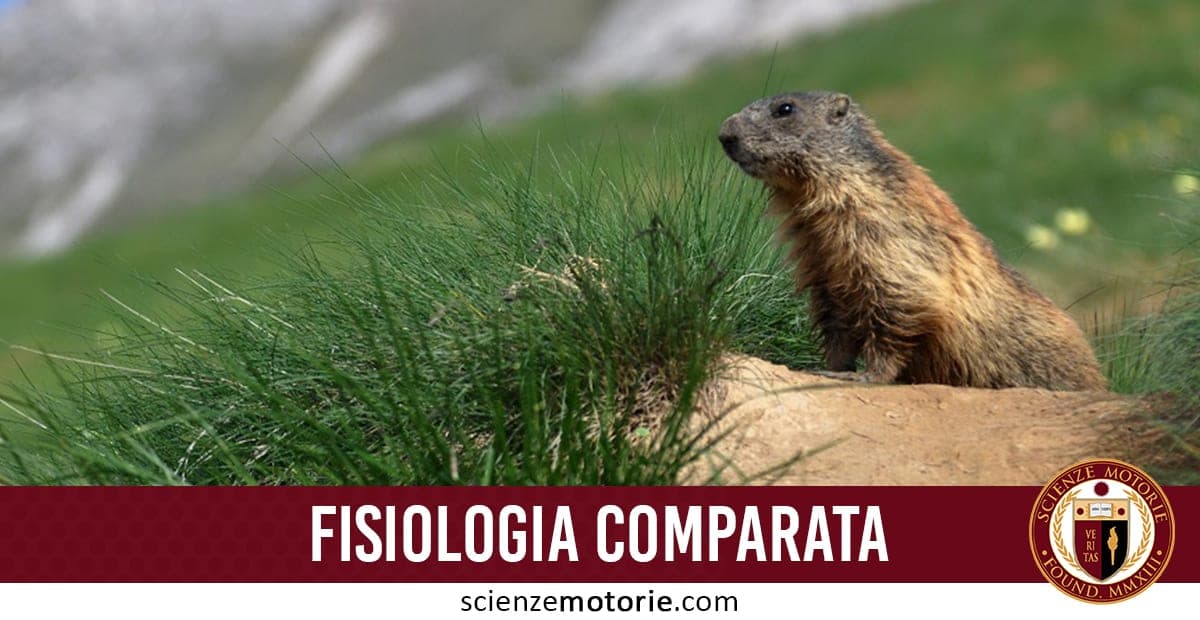 Marmotta su terreno erboso in ambiente montano sfocato, con banda rossa “FISIOLOGIA COMPARATA” e logo di ScienzeMotorie.com in basso.