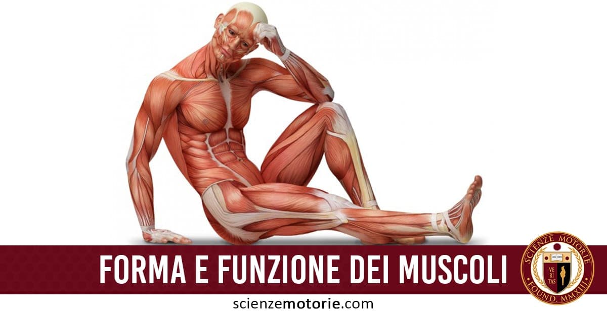 Illustrazione di un corpo umano seduto con dettagli muscolari evidenziati, accompagnata dal testo "FORMA E FUNZIONE DEI MUSCOLI" e dal logo Scienze Motorie.