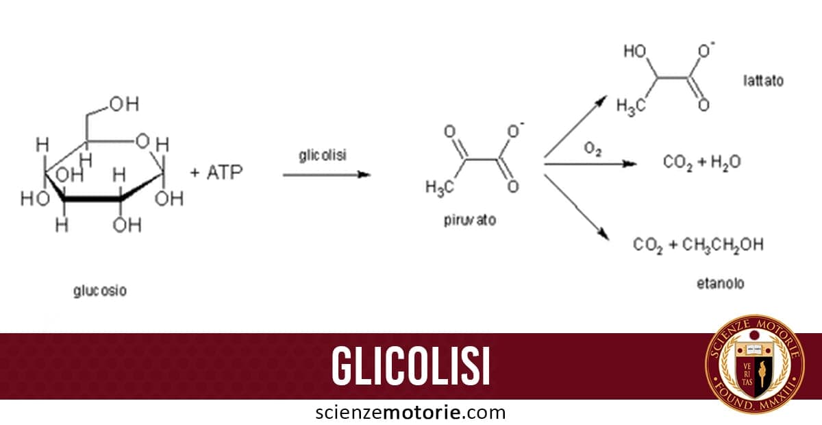 Schema del processo di glicolisi: dal glucosio al piruvato, con diramazioni verso lattato, etanolo o CO₂ e H₂O