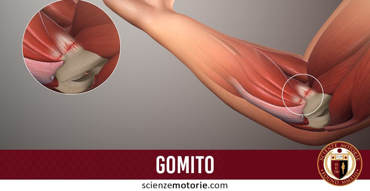 Illustrazione anatomica del gomito umano con muscoli e tendini evidenziati, ingrandimento di una zona specifica, scritta "GOMITO" e logo "Scienze Motorie"