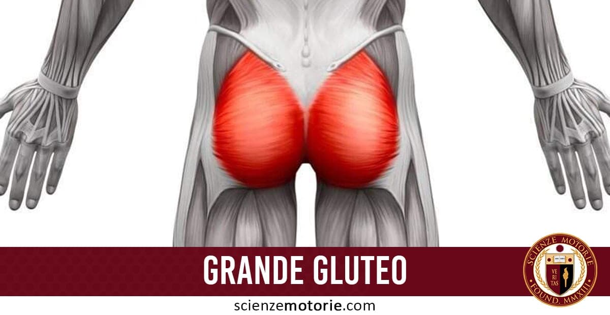 Illustrazione anatomica dettagliata del grande gluteo evidenziato in rosso sulla parte posteriore del corpo umano, con scritta "GRANDE GLUTEO" e logo Scienze Motorie.