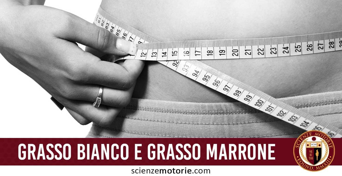 Mano che misura la circonferenza della vita con un metro a nastro, testo "GRASSO BIANCO E GRASSO MARRONE" e sito scienzemotorie.com.