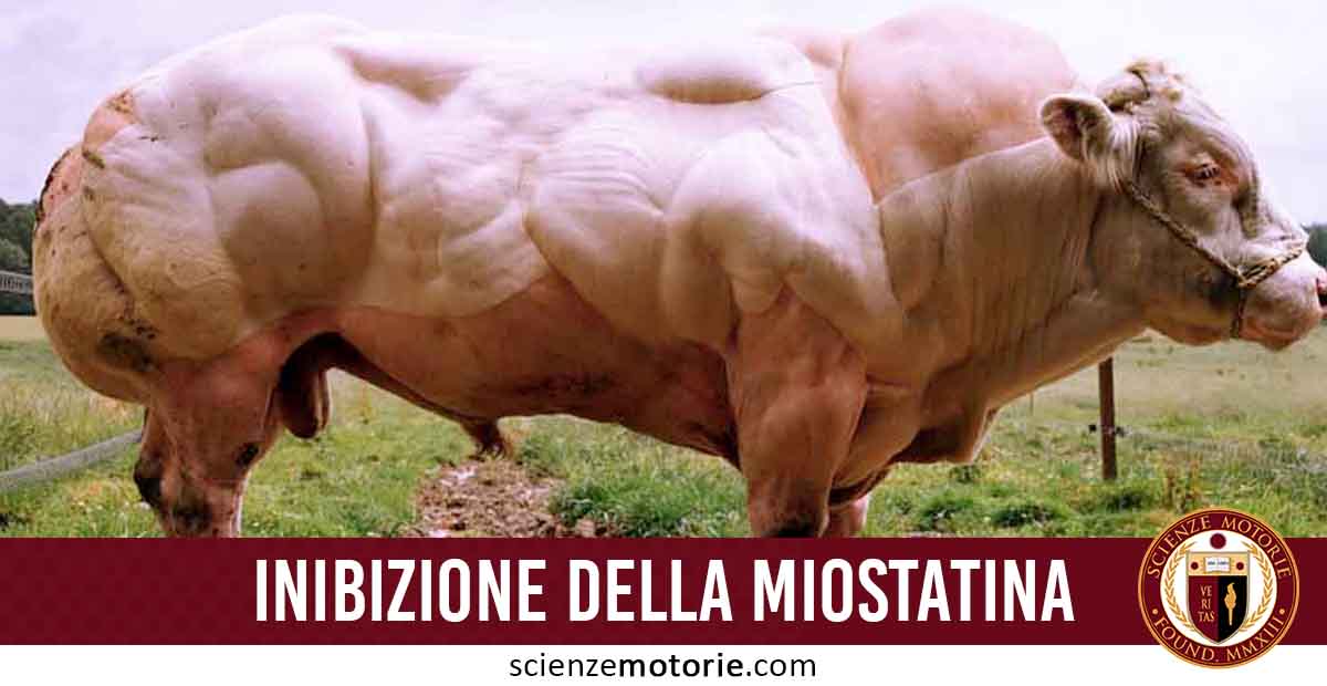 Toro estremamente muscoloso su un prato verde, rappresentazione visiva dell’inibizione della miostatina, con scritta "Inibizione della Miostatina" e logo ScienzeMotorie.com in basso