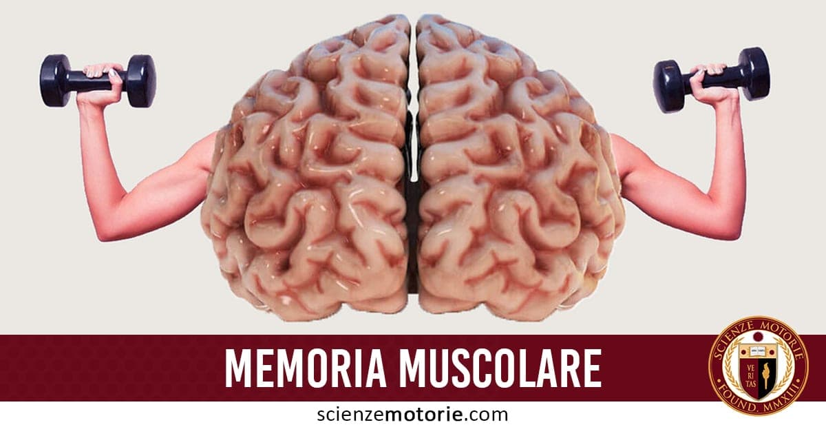 Illustrazione di un cervello con braccia muscolose che sollevano pesi, con la scritta "MEMORIA MUSCOLARE" e il logo di ScienzeMotorie.com.