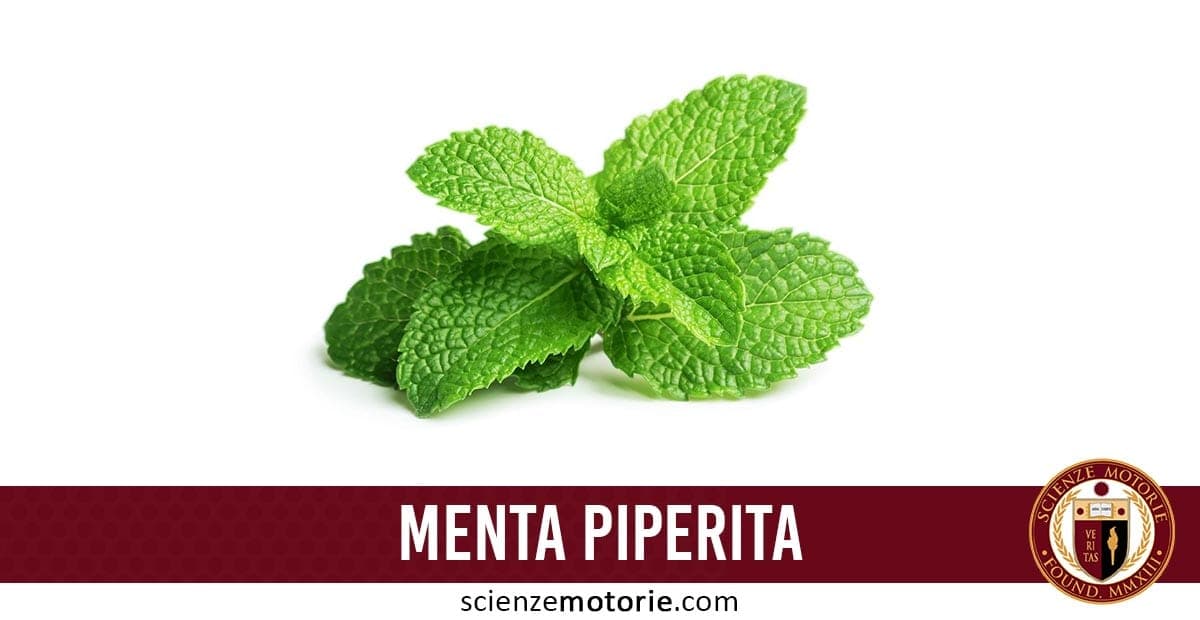 Immagine con foglie di menta piperita su sfondo bianco, accompagnata dalla scritta "MENTA PIPERITA" e dal logo Scienze Motorie. Ideale per contenuti su fitoterapia, benefici naturali, salute e nutrizione sportiva.
