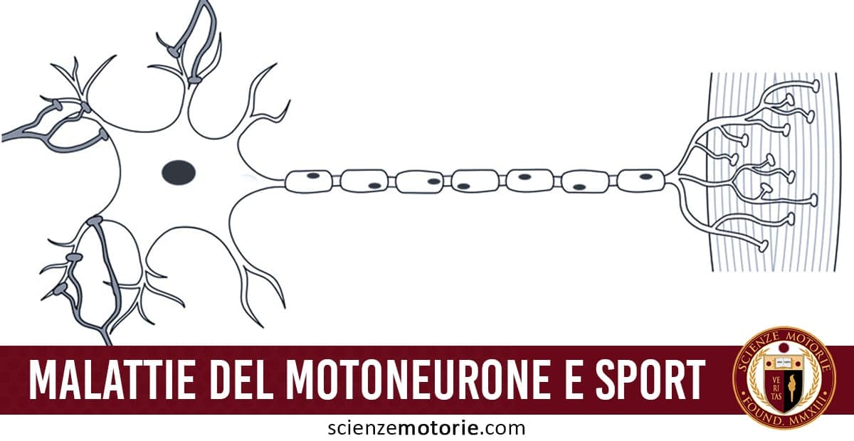 Illustrazione stilizzata di un neurone con corpo cellulare, dendriti, assone mielinizzato e diramazioni terminali, con testo “MALATTIE DEL MOTONEURONE E SPORT” e logo scienzemotorie.com in basso.