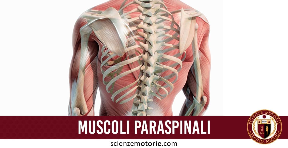 L'immagine mostra un modello anatomico dettagliato della parte superiore della schiena umana, evidenziando la muscolatura e la struttura ossea, in particolare la colonna vertebrale e le scapole. I muscoli sono rappresentati in un colore rossastro, mentre le ossa sono bianche e scheletriche. La prospettiva è dal retro, focalizzandosi sulla complessità del sistema muscoloscheletrico. Lo sfondo è bianco, il che aiuta a isolare e mettere in risalto il modello anatomico. In basso, una fascia rossa con il testo "MUSCOLI PARASPINALI" e il logo "SCIENZE MOTORIE" con l'indirizzo "scienzemotorie.com" è sovrapposta all'immagine.