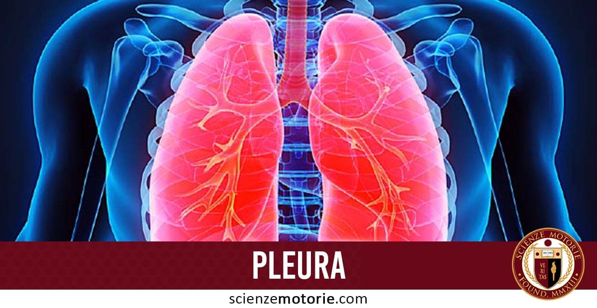 Rappresentazione medica dei polmoni umani evidenziati in rosso, con dettagli delle vie respiratorie, costole, colonna vertebrale, scritta “PLEURA” e logo scienzemotorie.com.